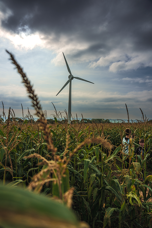 wind mill in a field of corn